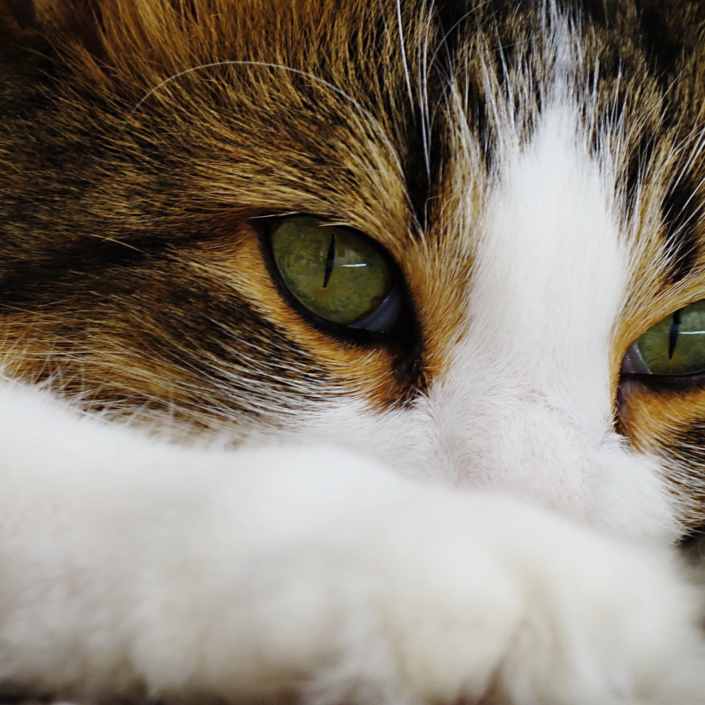 Зеленые глаза кота