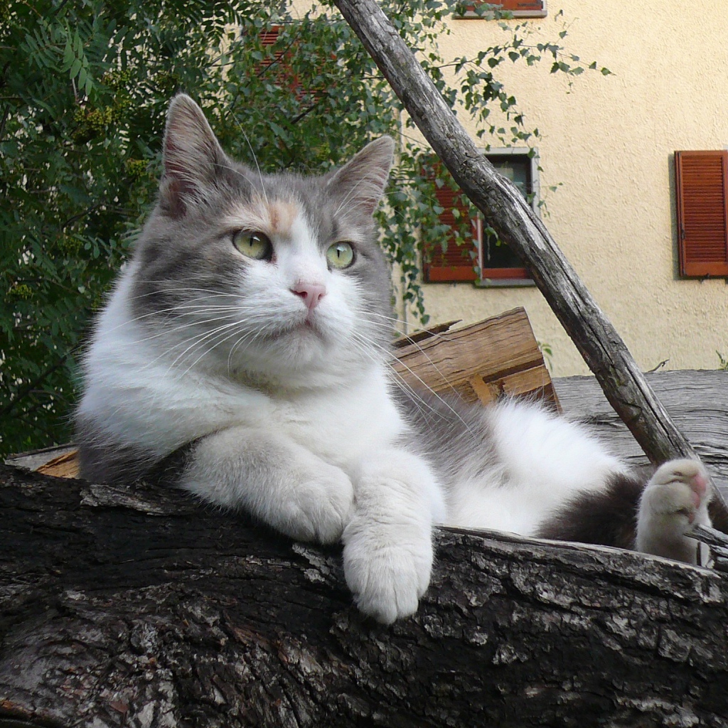 Серый кот лежит на бревне