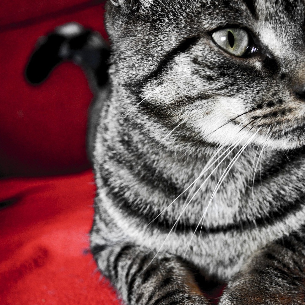 Серый кот на красном стуле