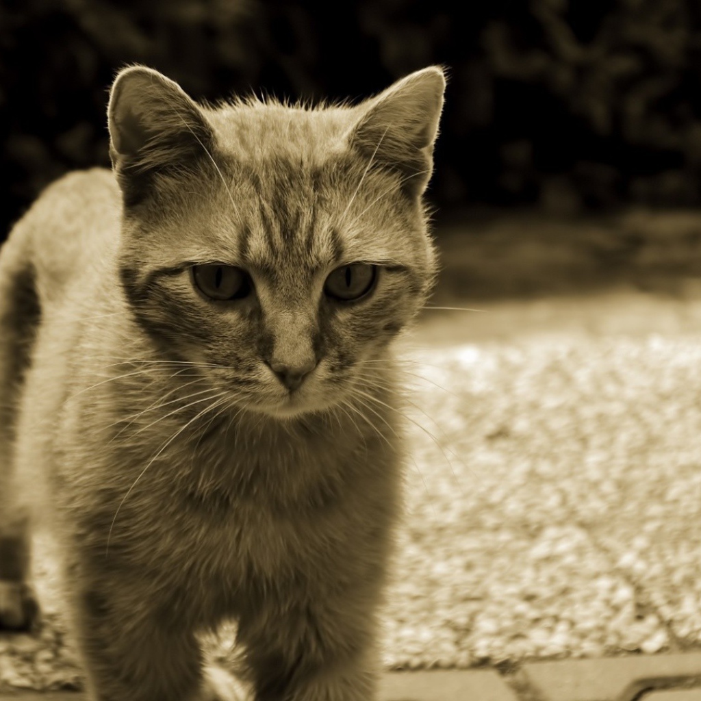 Серый кот с белыми усами