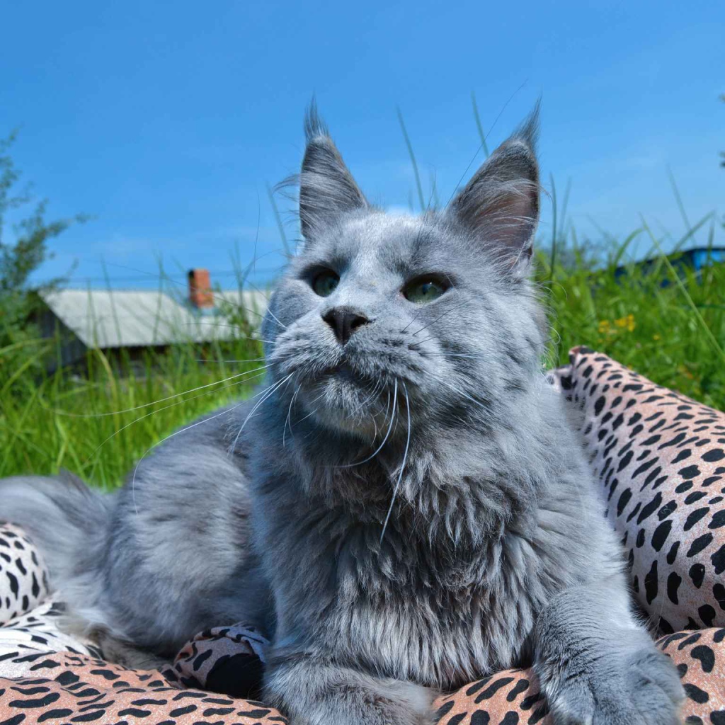 Серый молодой кот мейн-кун на природе