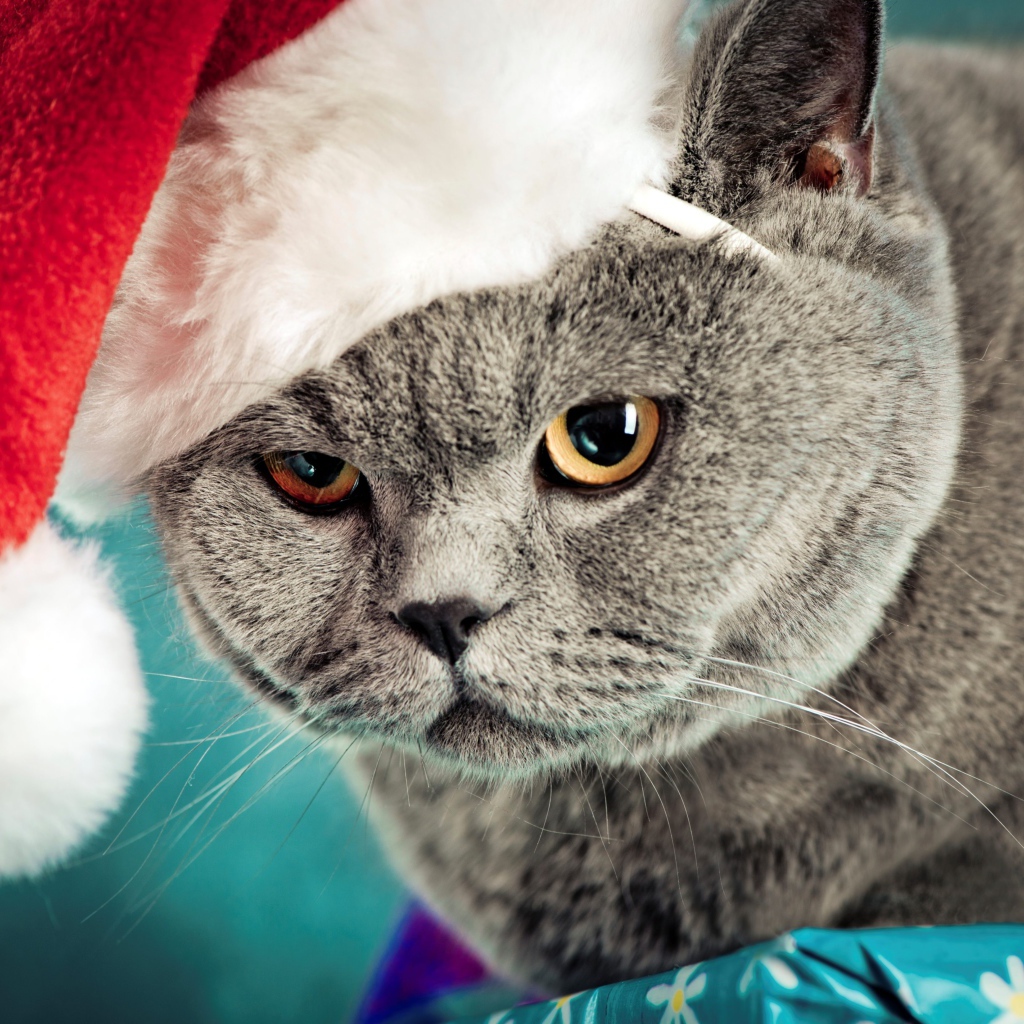 Недовольный британский кот в шапке