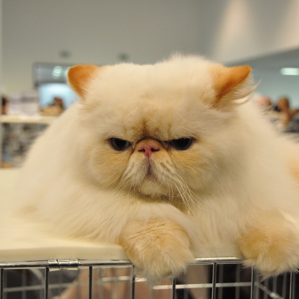 Сварливый персидский кот