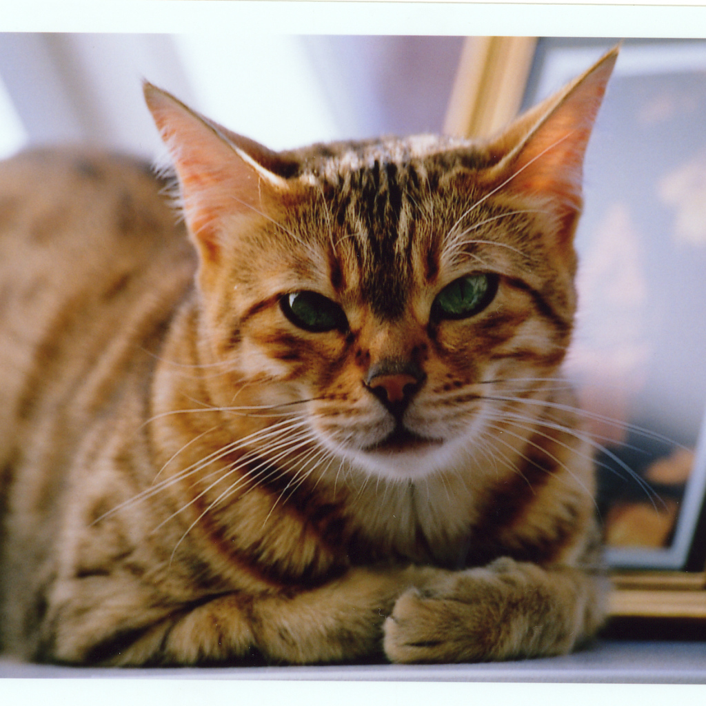 Недовольный бенгальский кот