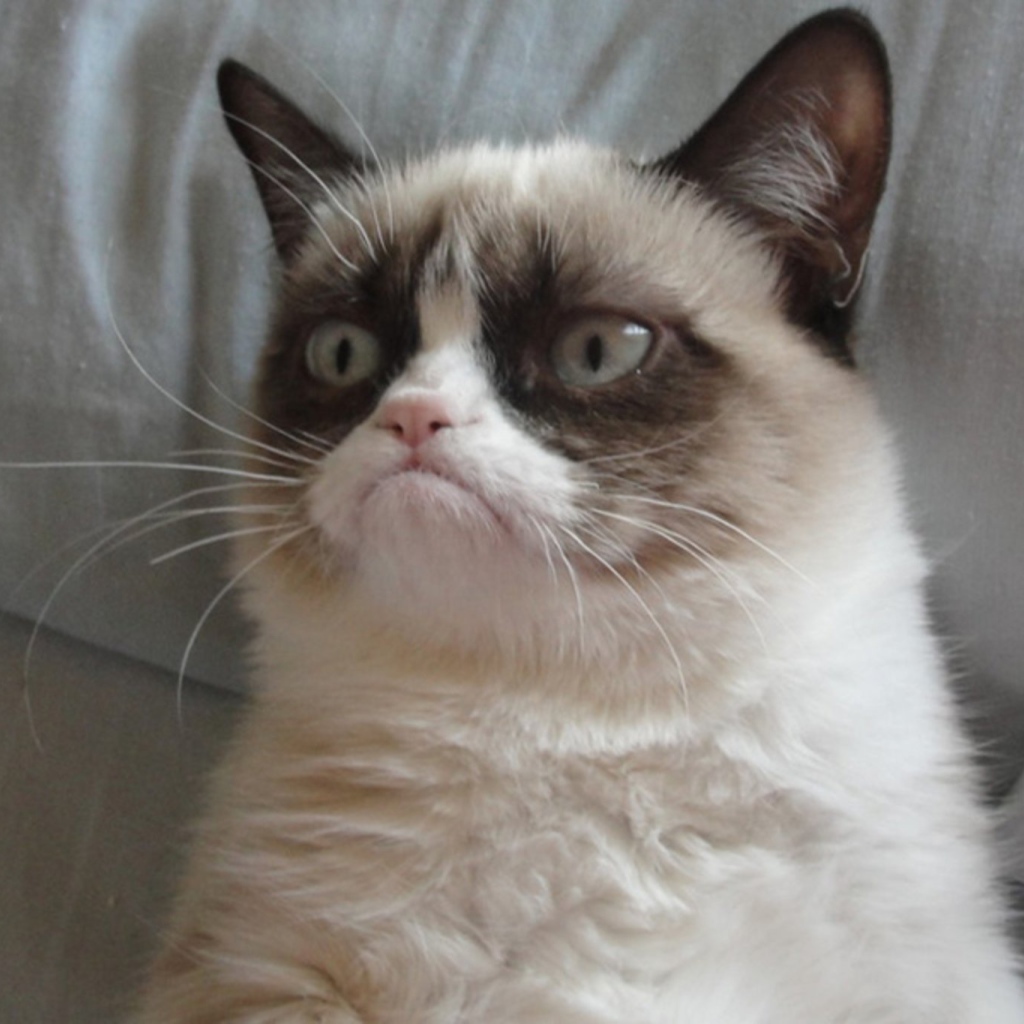 Grumpy cat