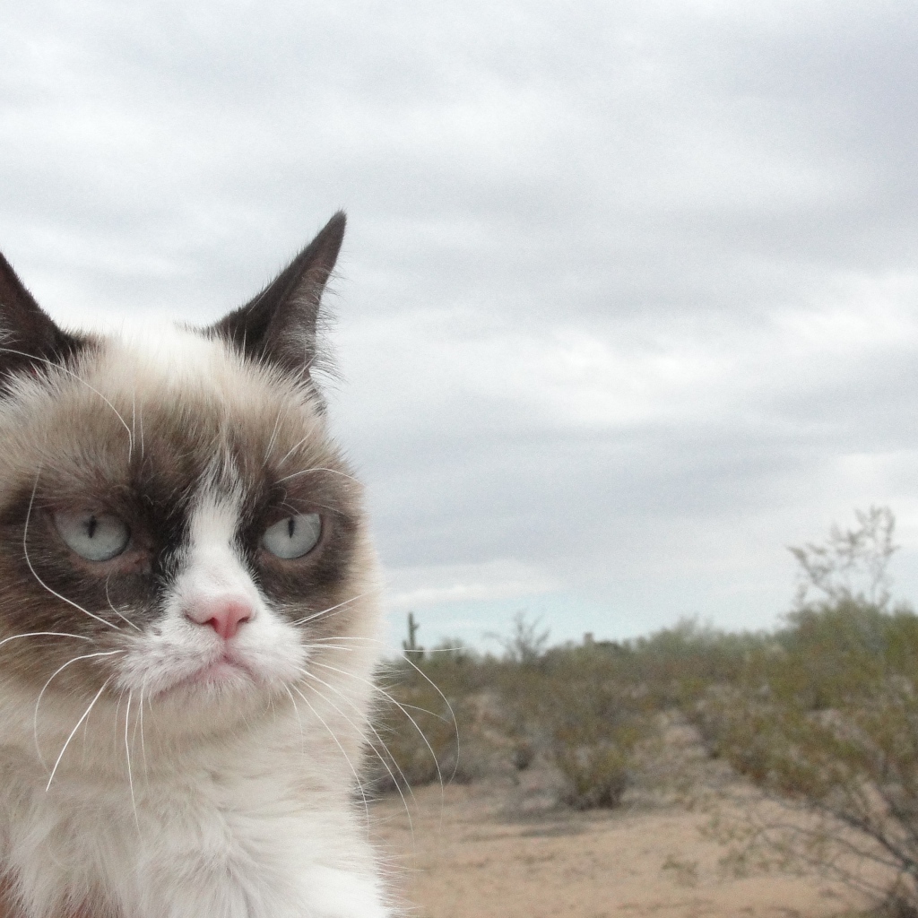 Grumpy cat в пустыне