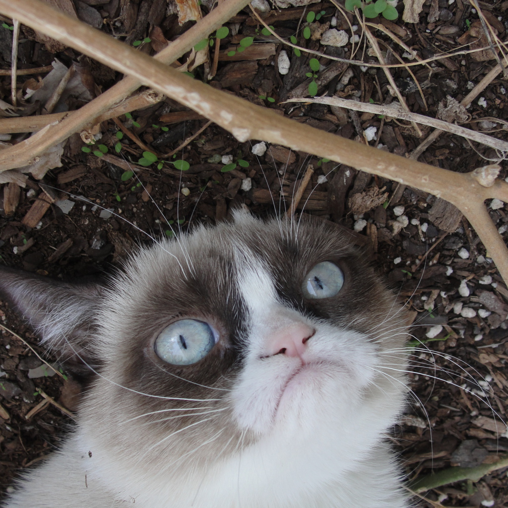 Grumpy cat на земле