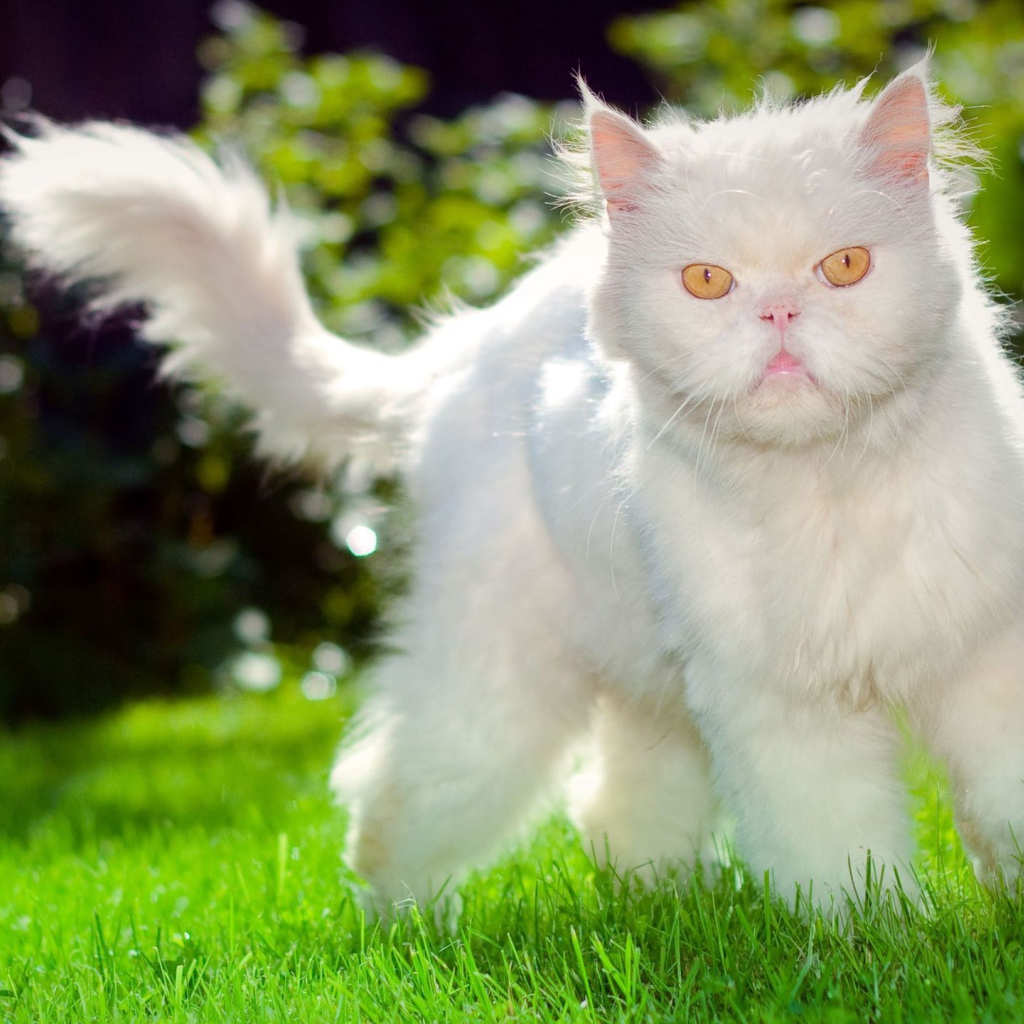Недовольный пушистый белый кот на траве