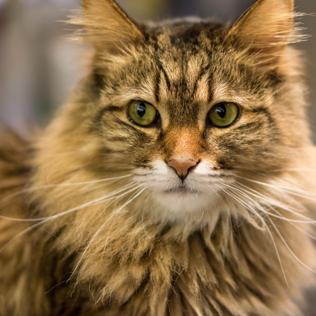 Красивый усатый кот мейн-кун ближним планом