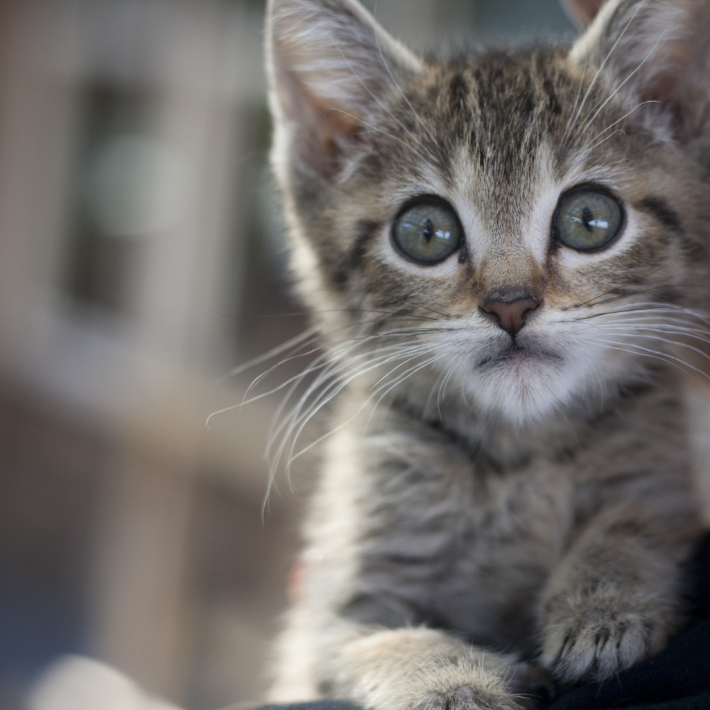 Малыш мейн-кун с испуганным взглядом