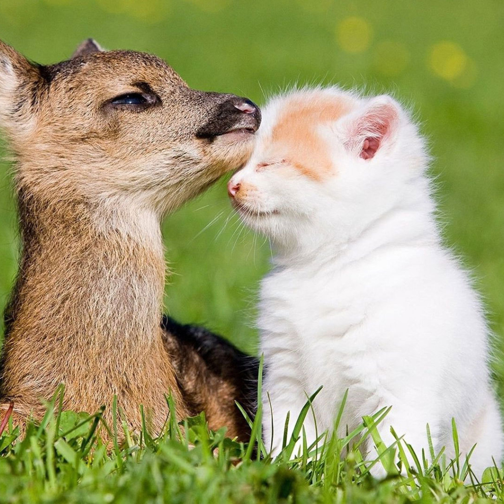 Котёнок и оленёнок