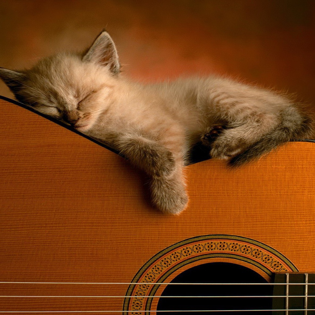 Котенок спит на гитаре
