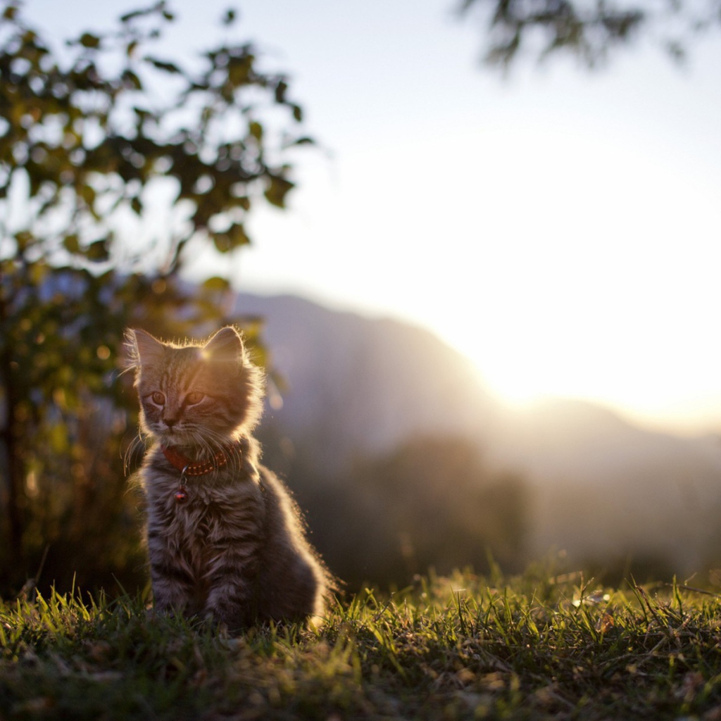 Котенок на закате