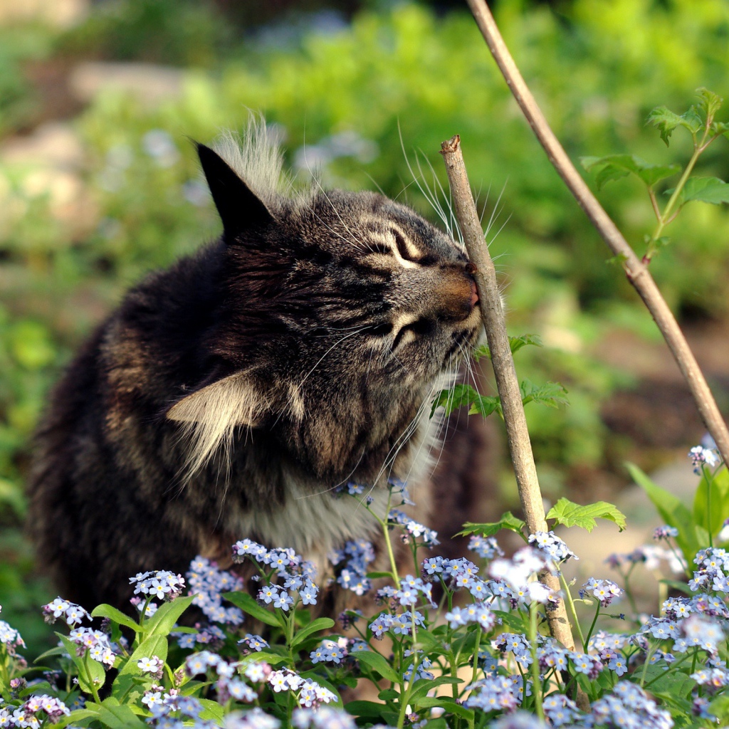Котенок в цветах