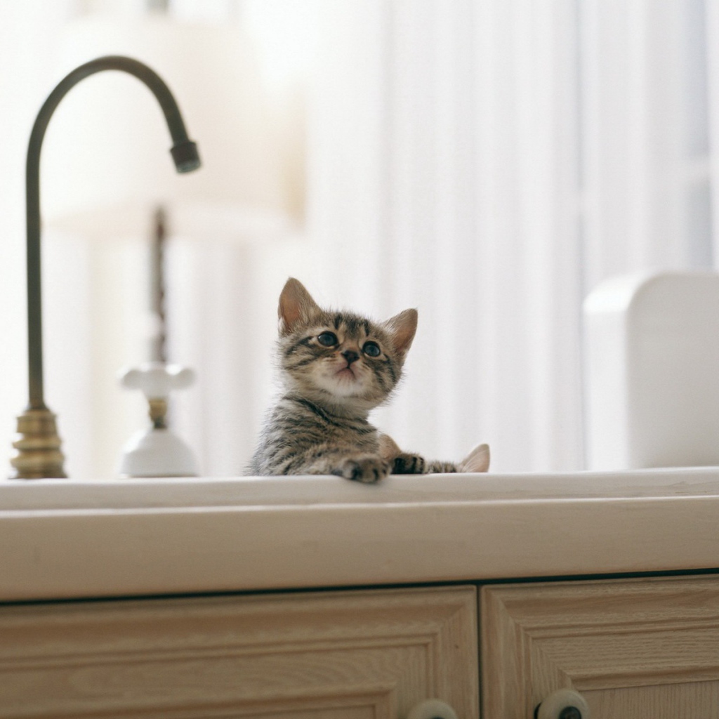 Котенок купается в раковине