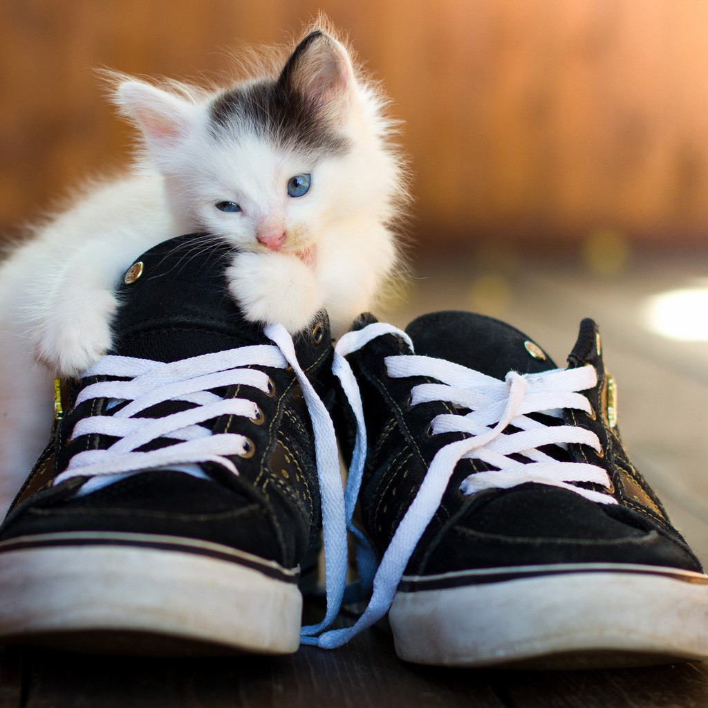 Котенок грызет кеды