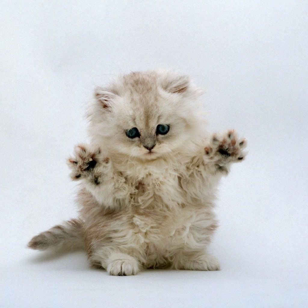 Котенок готовится к прыжку