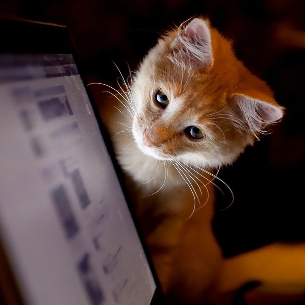 Котенок смотрит на монитор