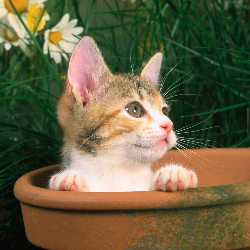 Котенок выглядывает из горшка