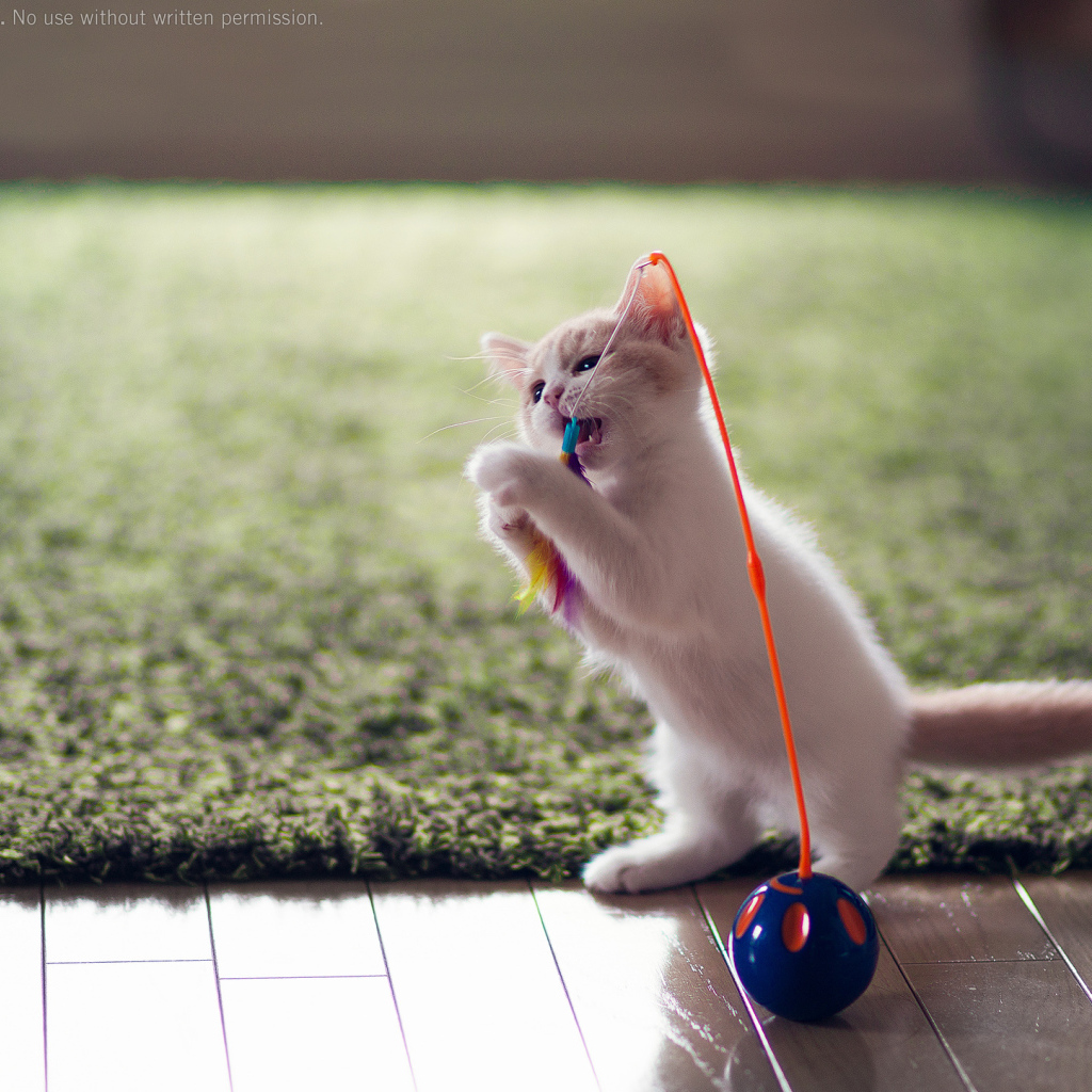 Котенок играет