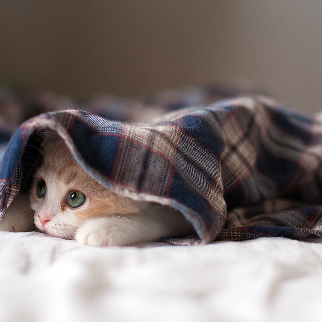 Kitten under the rug