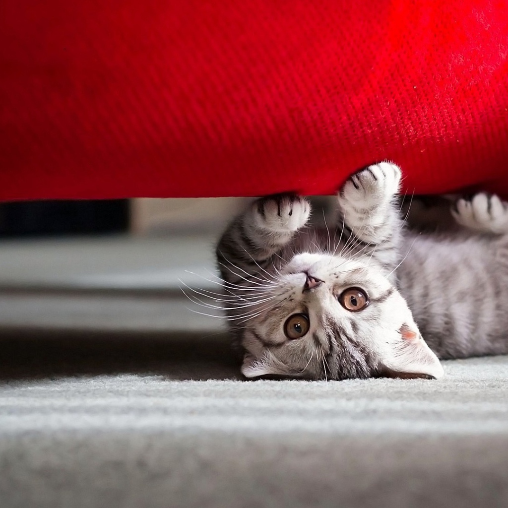 Котенок под диваном