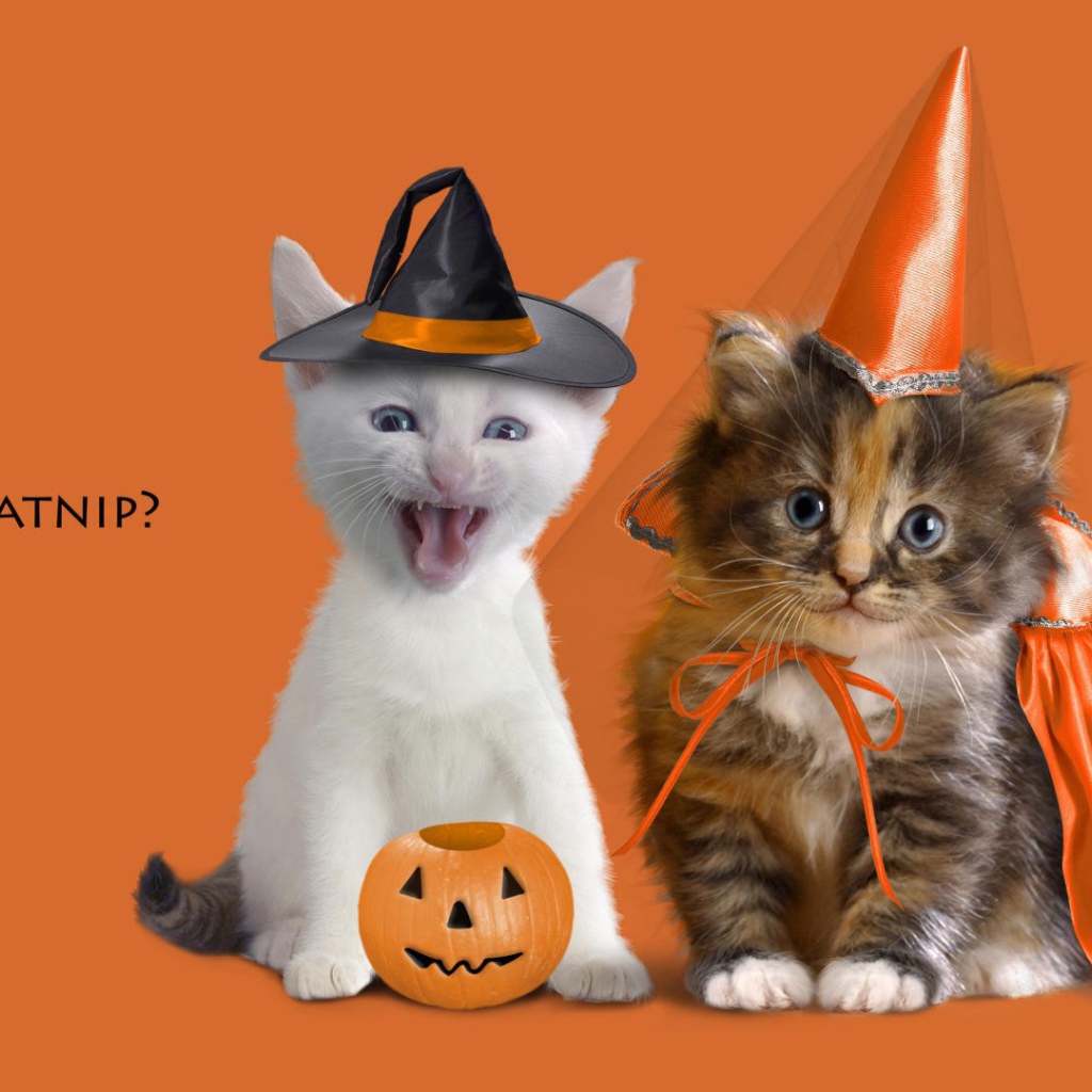 Котята в праздничных костюмах