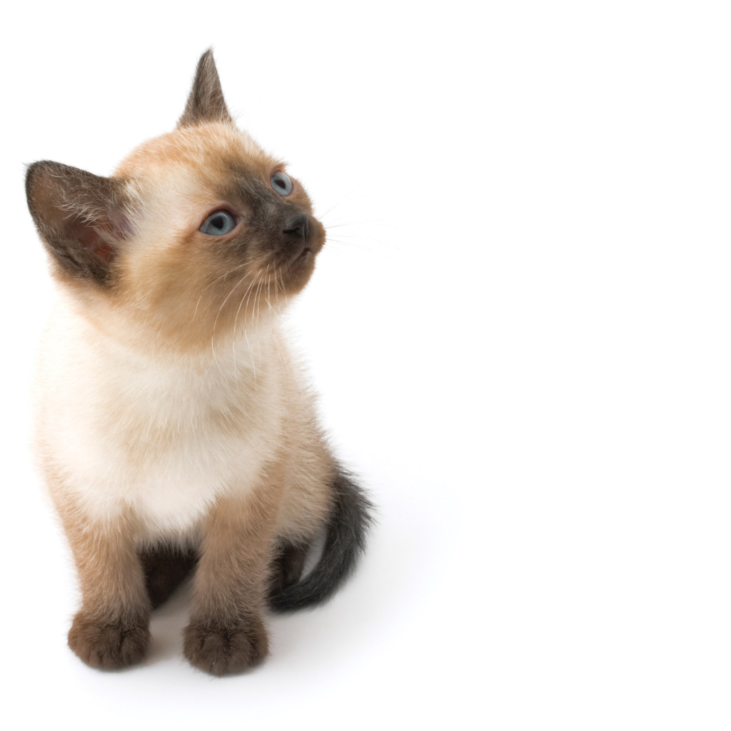 Маленький симпатичный сиамский кот позирует