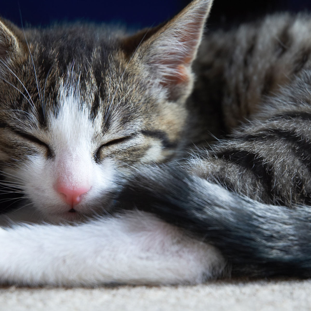 Маленький симпатичный спящий кот