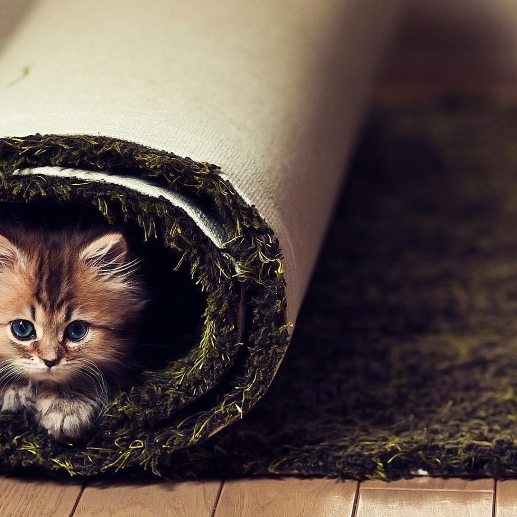 Маленький смешной кот в ковре