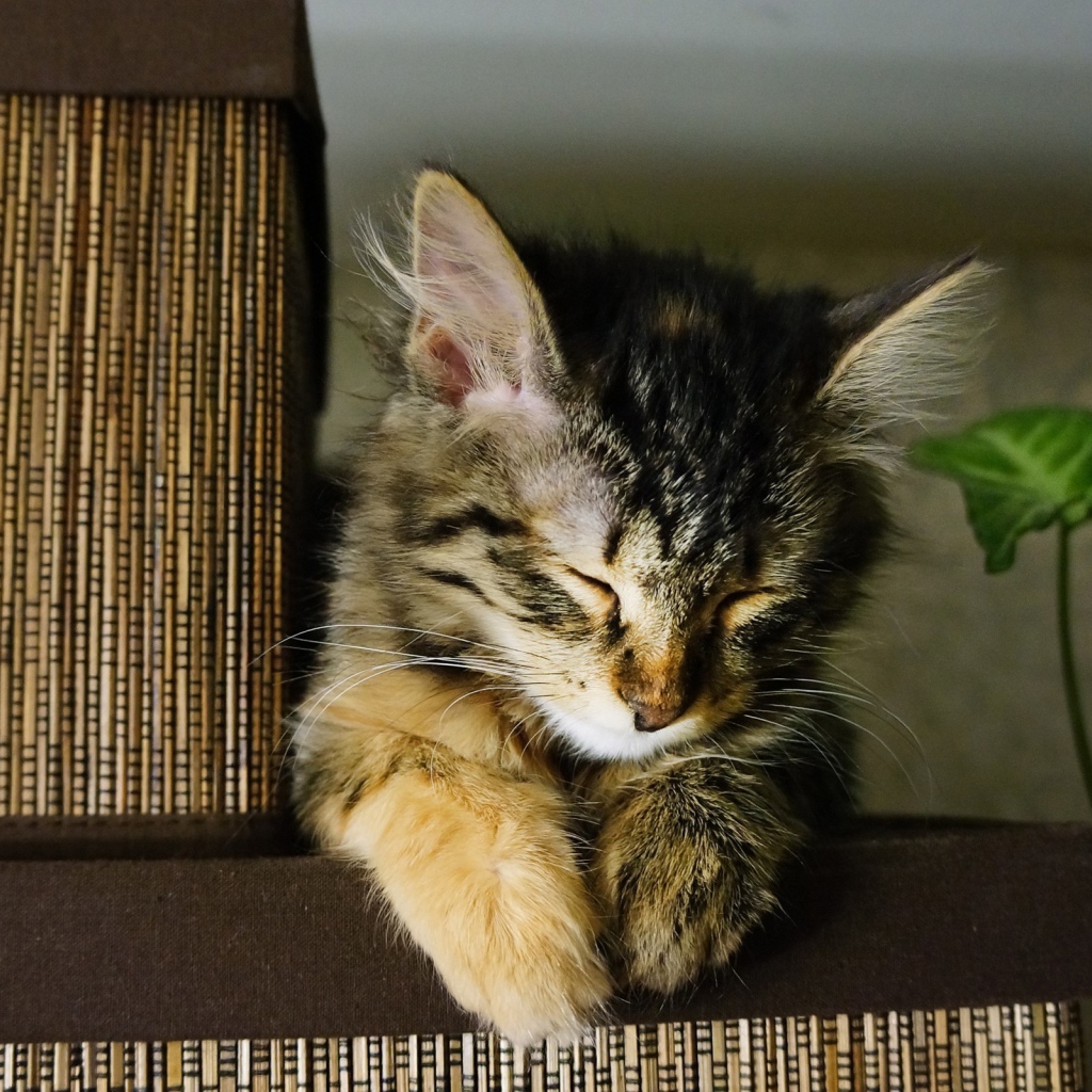 Маленький красивый кот устал