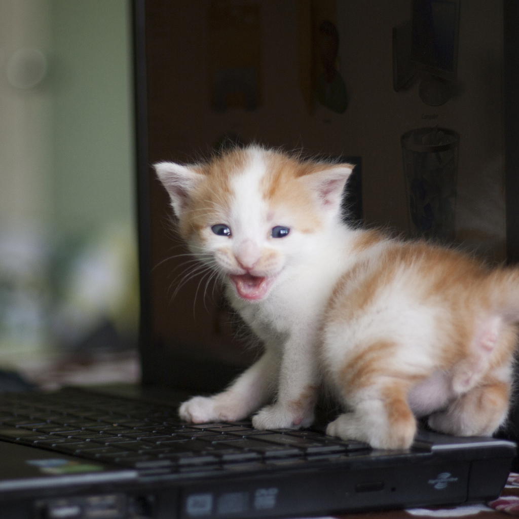 Маленький рыжий кот на лэптопе