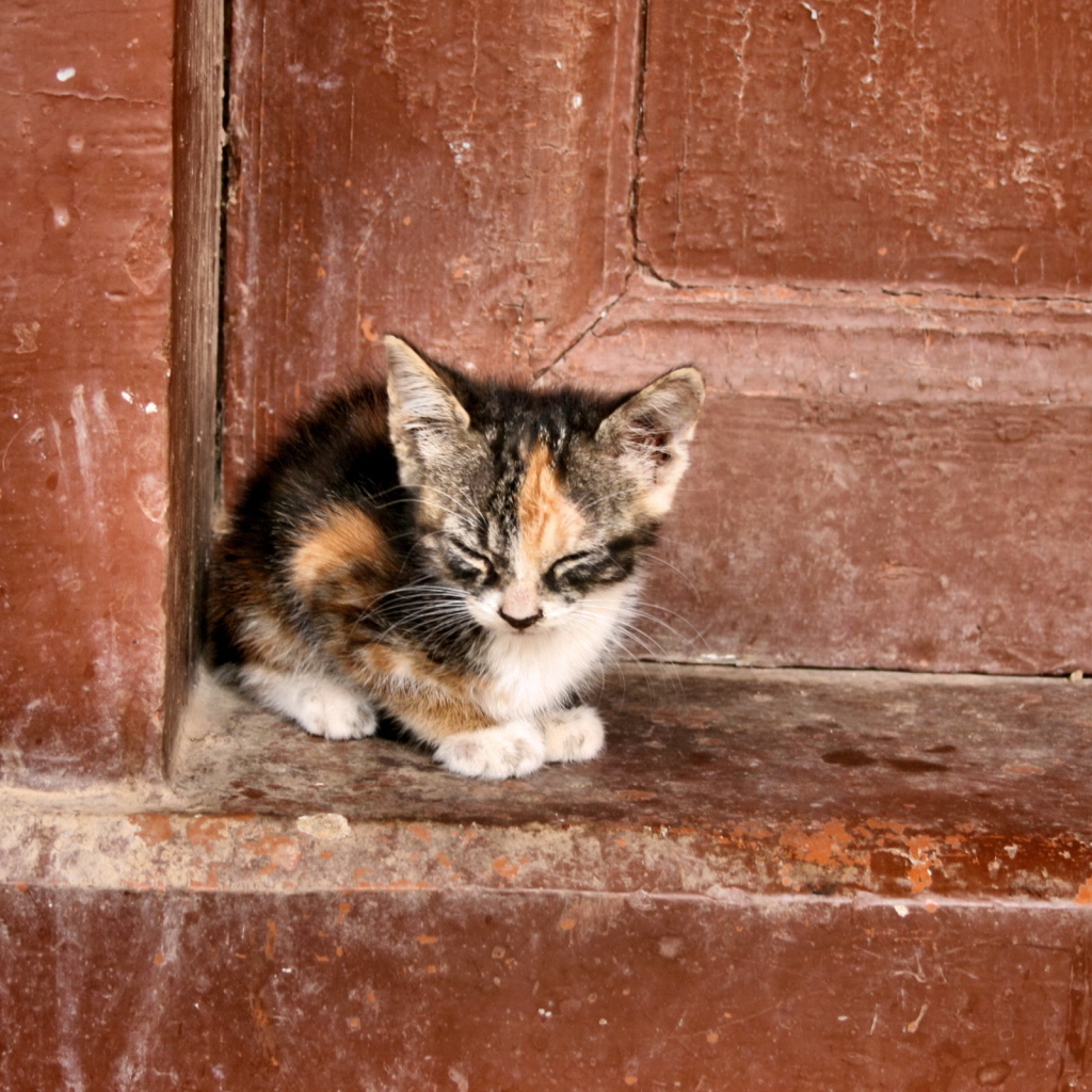 Одинокий котенок