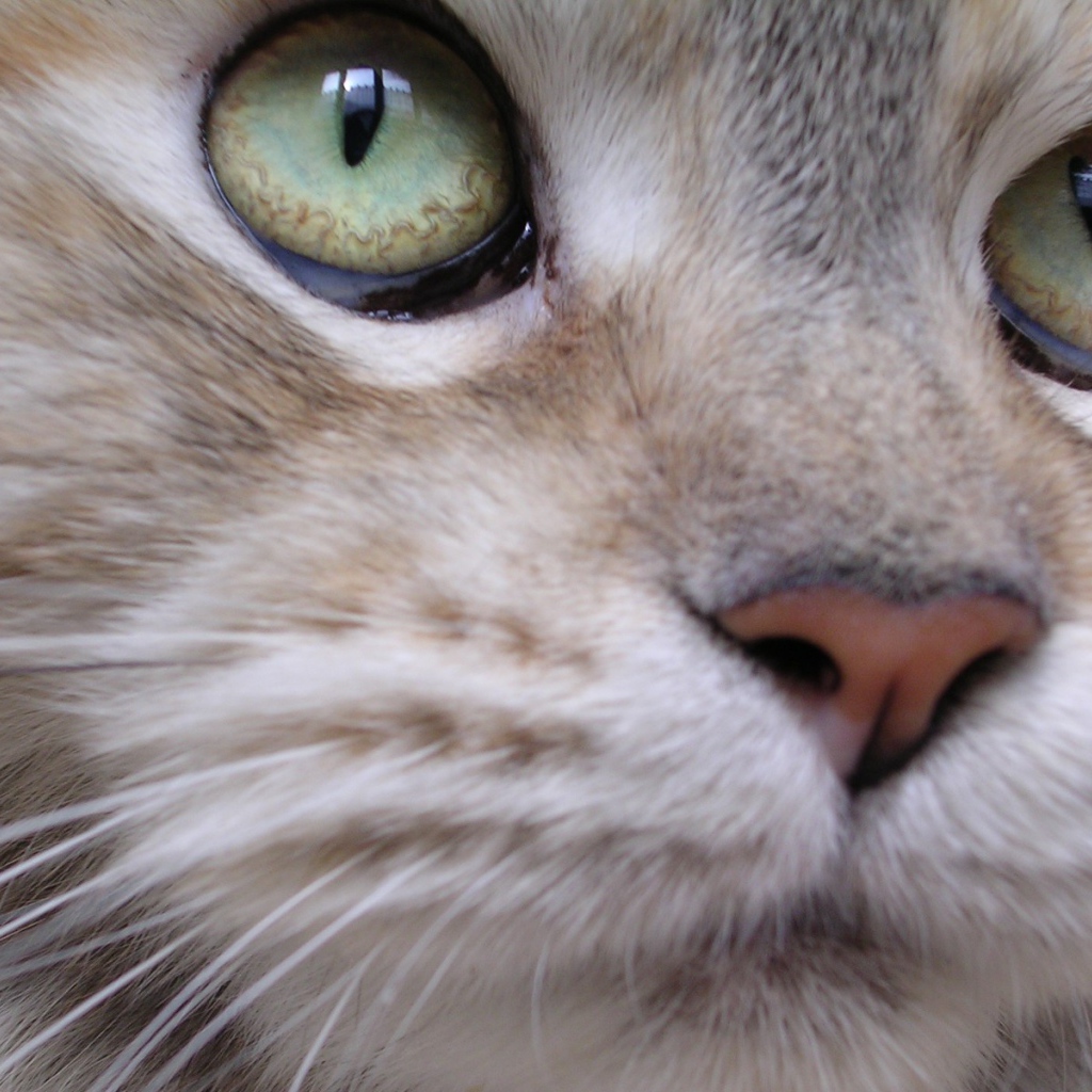 Мейн-кун кот крупным планом