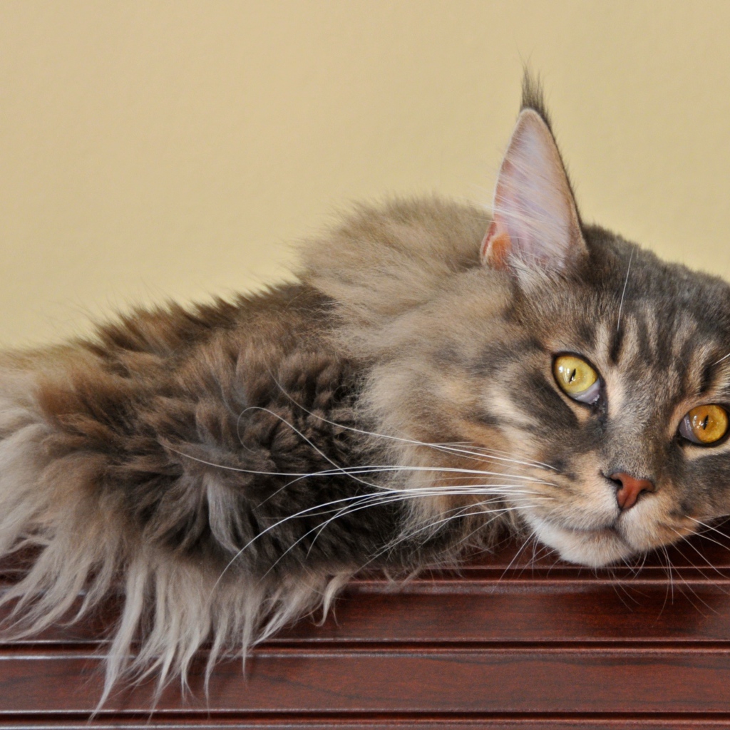 Мейн-кун кот заскучал