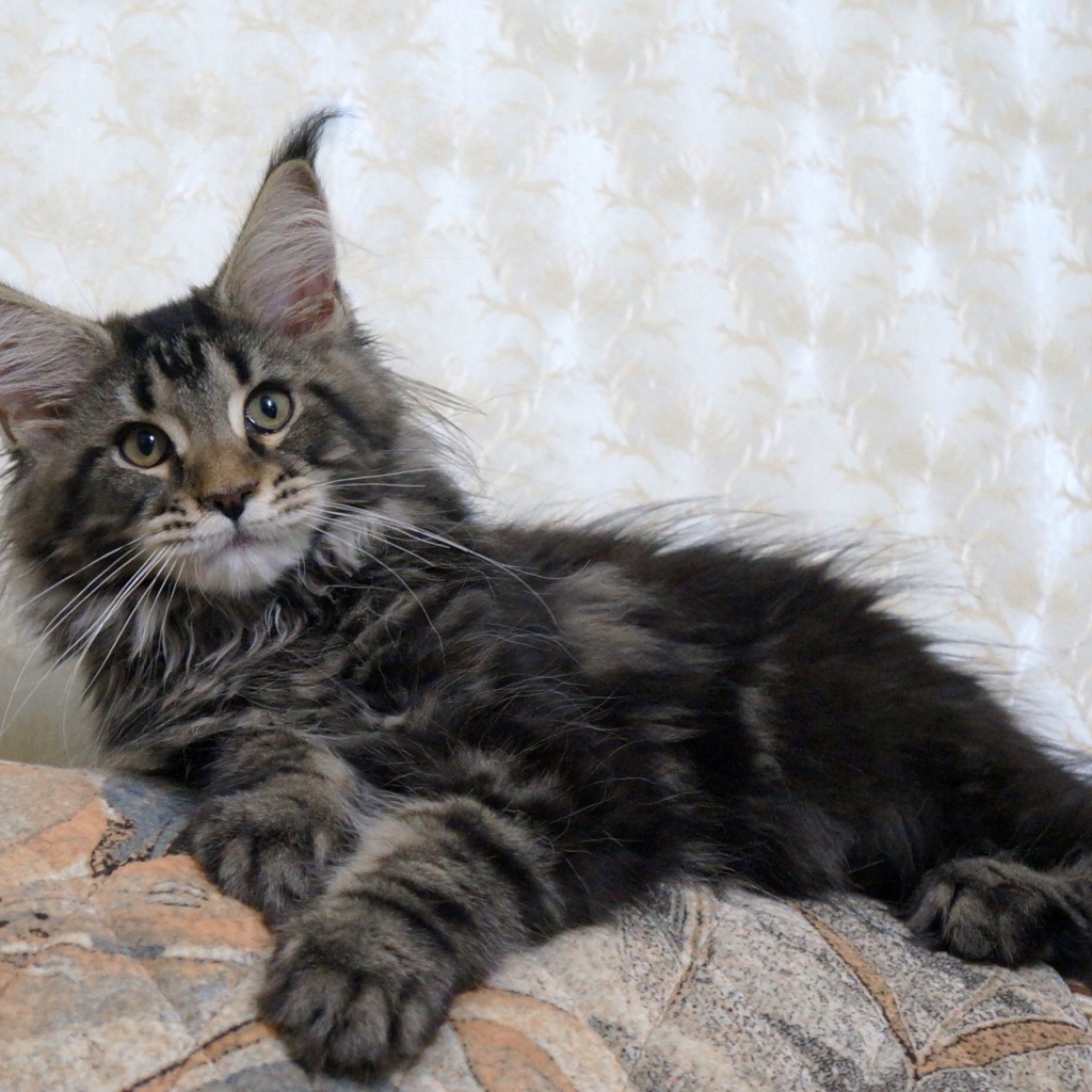 Кот мейн-кун лежит на диване