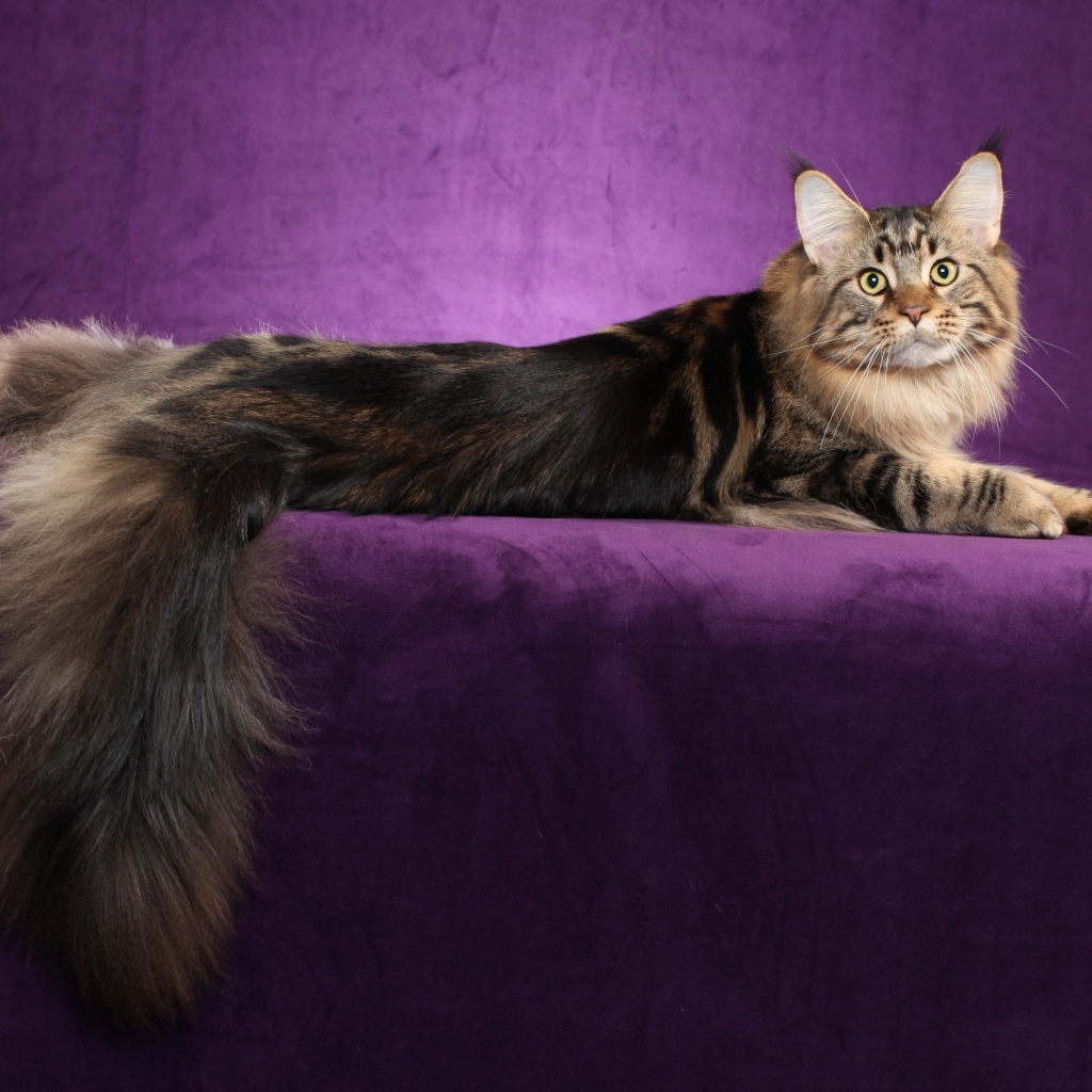 Кот мейн-кун позирует на фиолетовом фоне
