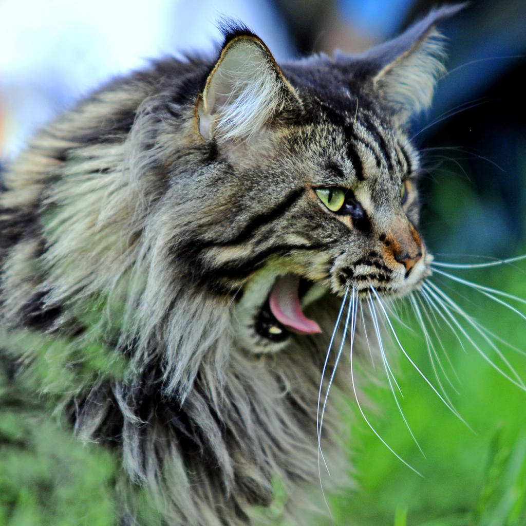 Кот мейн-кун хочет спать