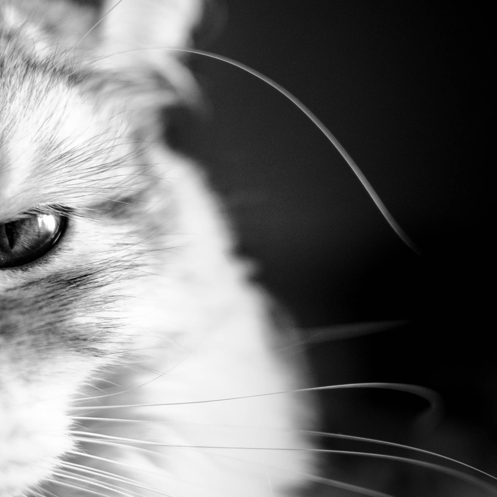 Кот мейн-кун на чёрном фоне