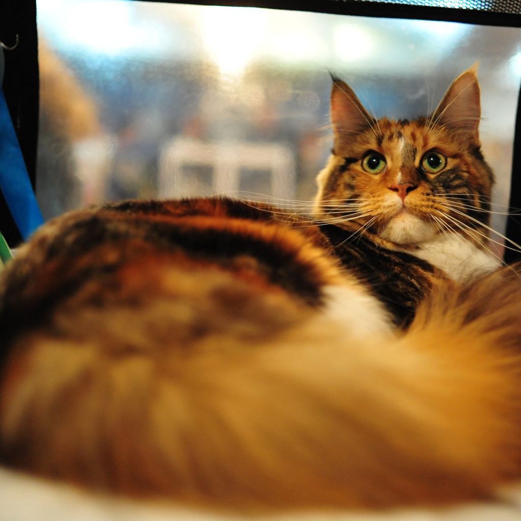 Кот мейн-кун с зелёными глазами важно позирует