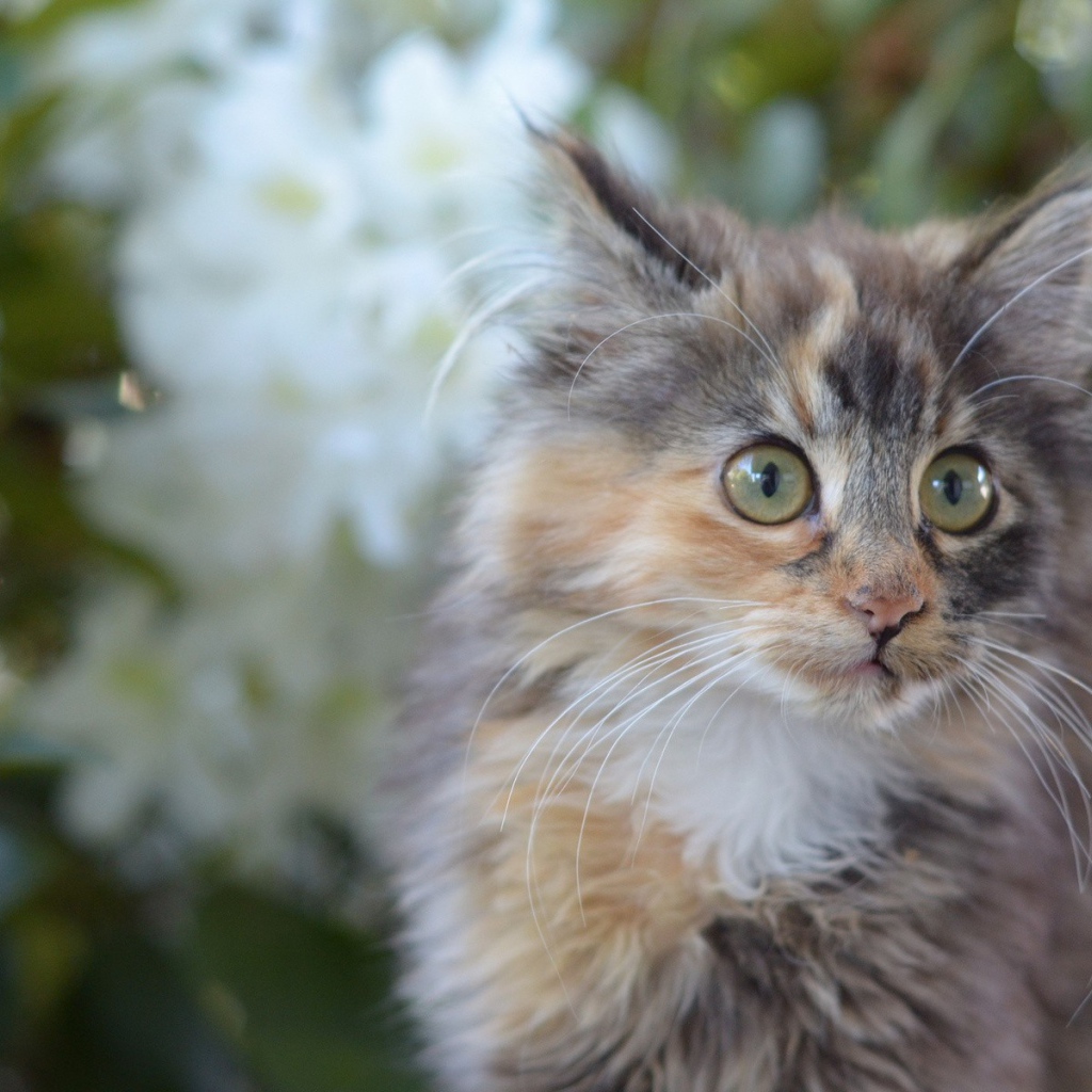 Мартовский кот