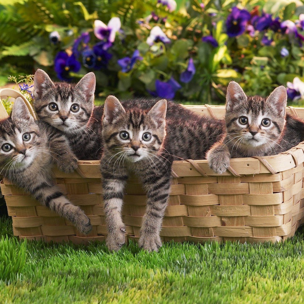 Веселая семейка котят