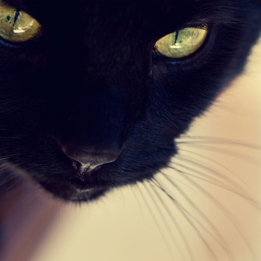 Усатый чёрный кот крупным планом