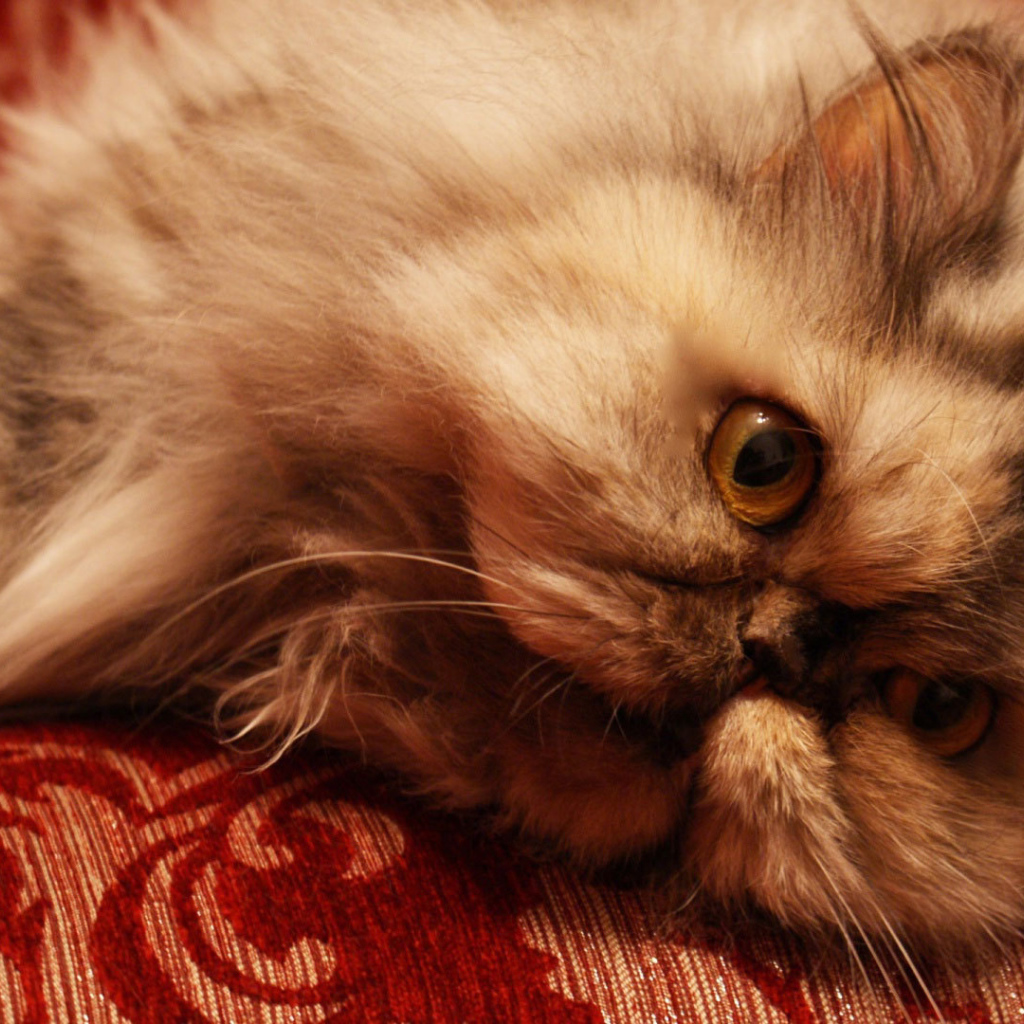 Персидский кот отдыхает