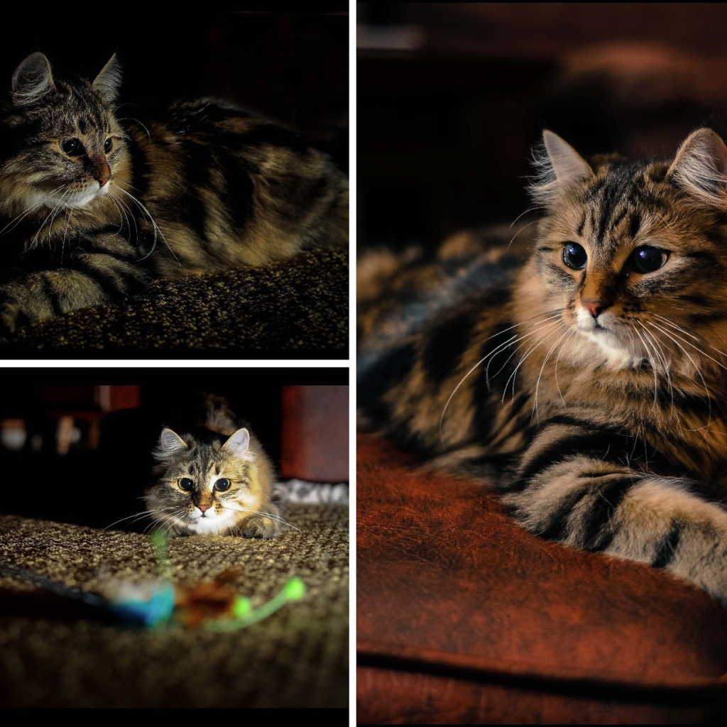 Фотоколлаж сибирского кота