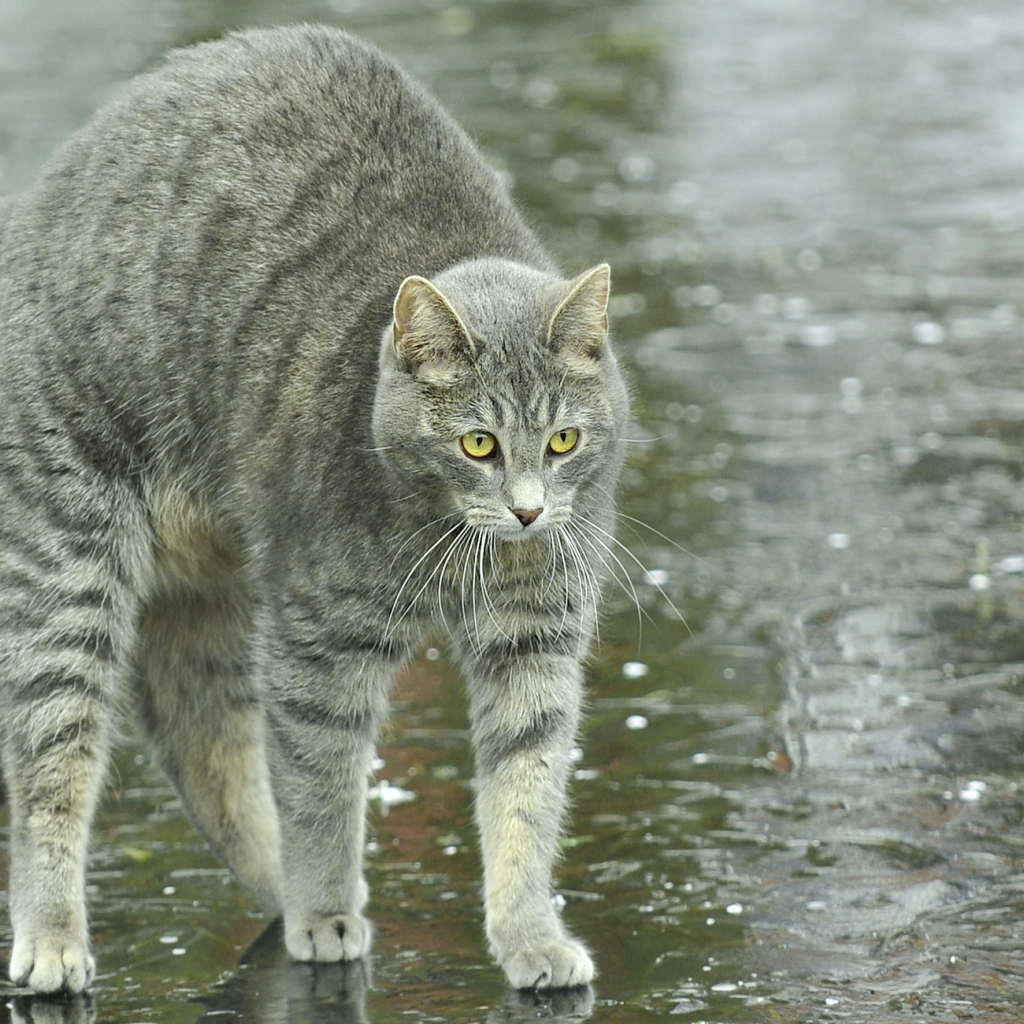 Игривый серый кот под дождём