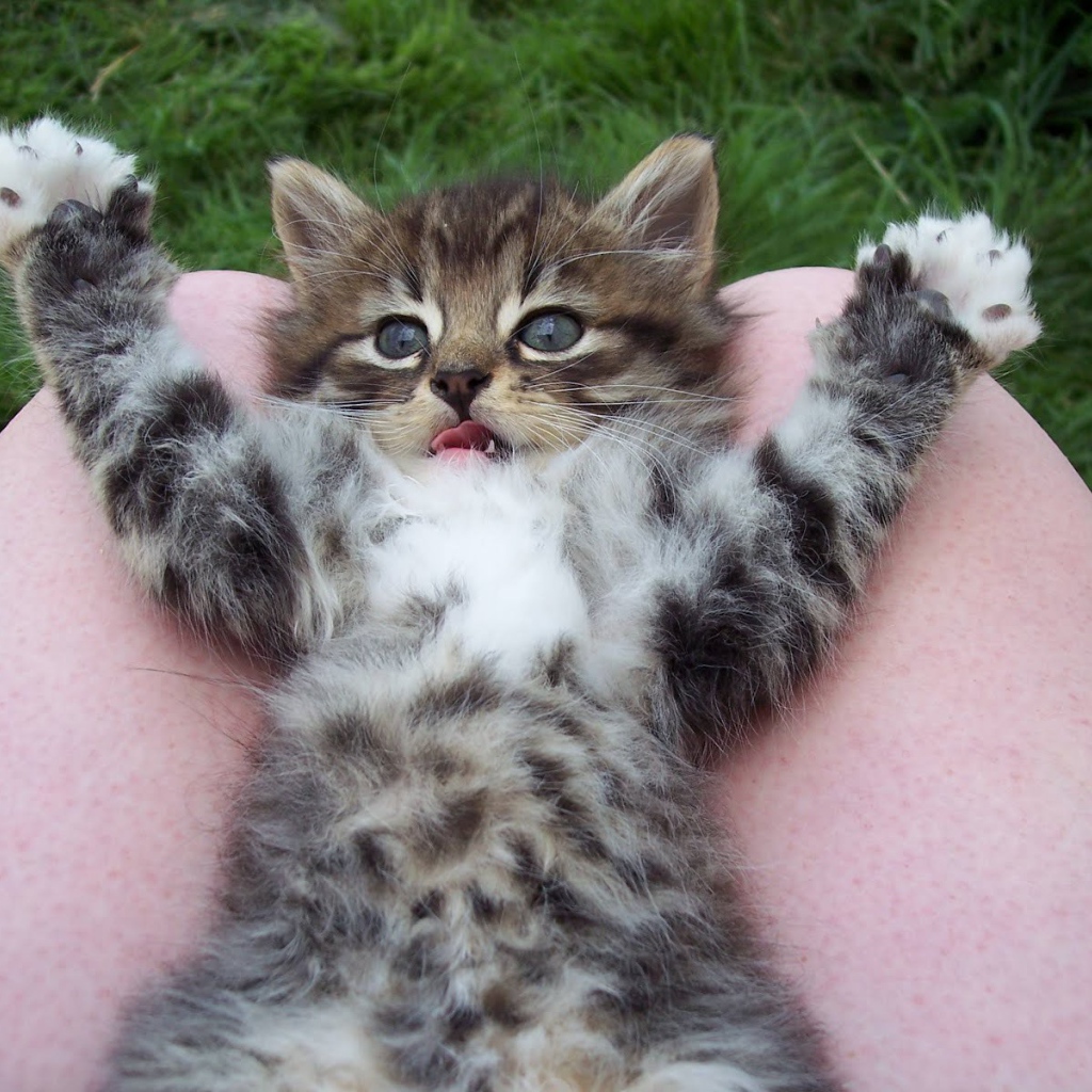 Игривый маленький кот на коленях