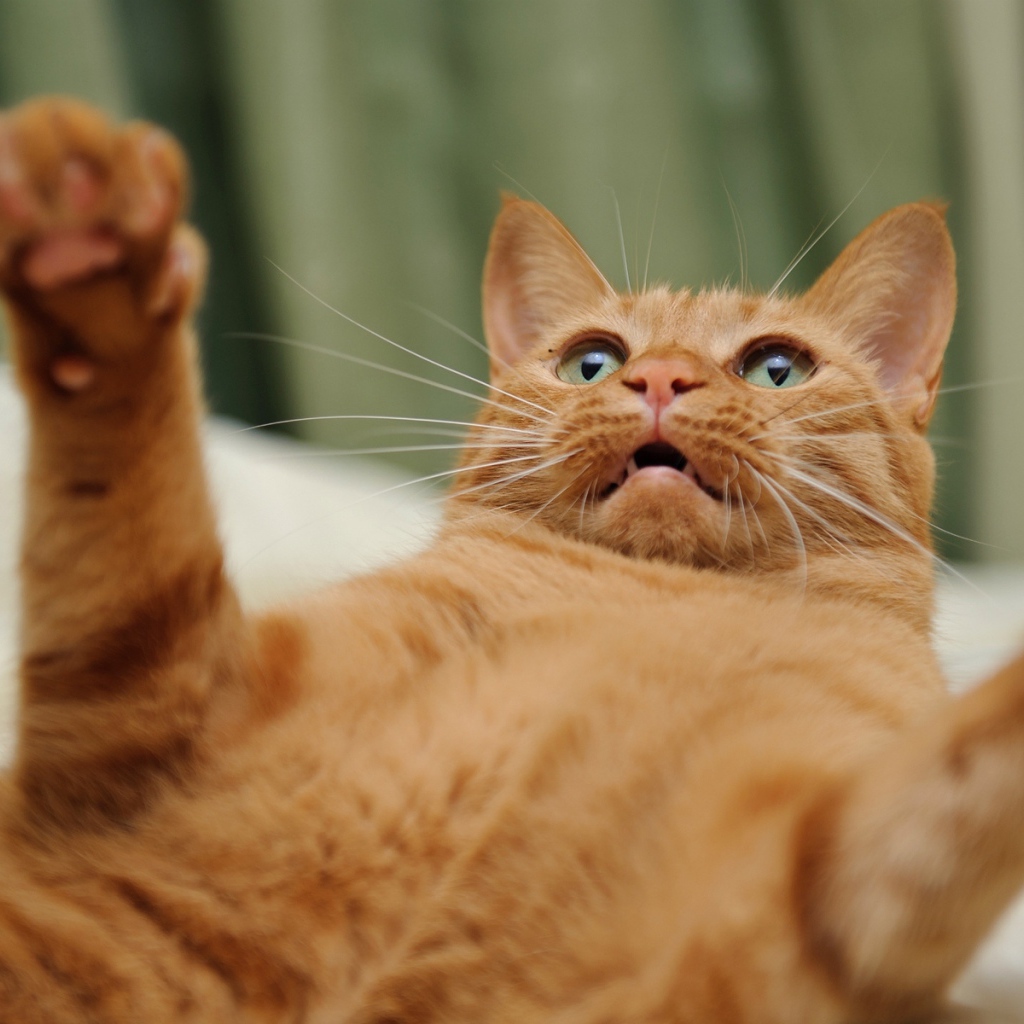 Игривый рыжий кот