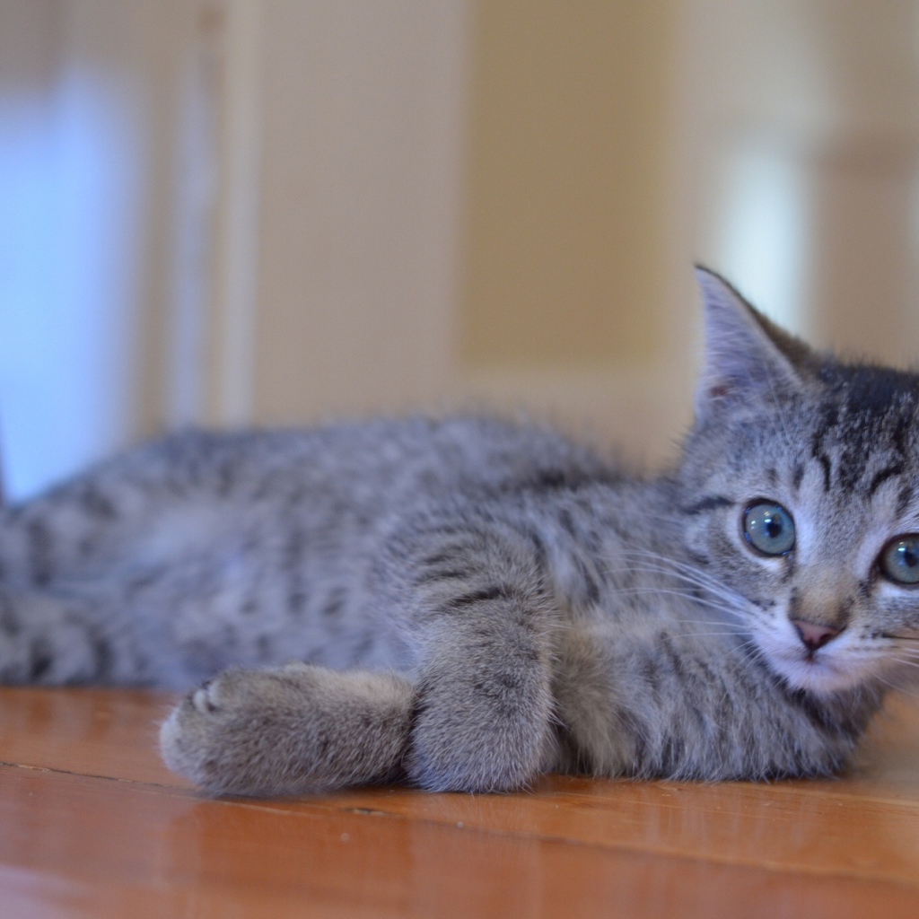Серый молодой игривый кот на полу