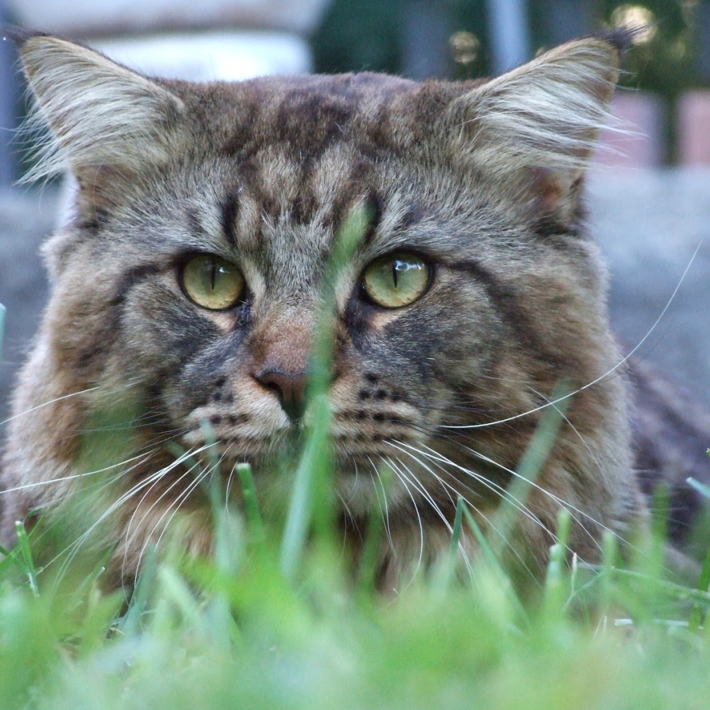 Упитанный кот мейн-кун